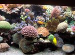 HR010893 [Zeewaterforum].JPG