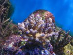 Afbeelding 121070.jpg