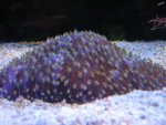 Afbeelding 121099.jpg