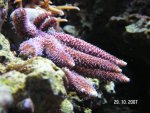 Millepora MarcClaudia.jpg