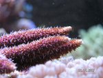 Millepora top MarcClaudia.jpg