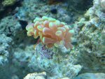 zeeaquarium 114.jpg