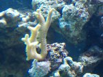 zeeaquarium 099.jpg