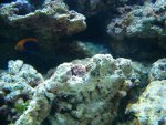 zeeaquarium 106.jpg