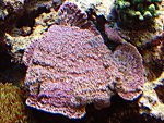 DSC00956.JPG