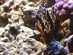 DSC00972.JPG