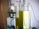 Copepoden.jpg