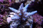 acro sp1.jpg