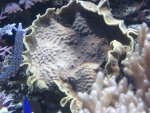 aquarium 078.JPG