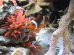 Aquarium 008.JPG