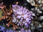 Aquarium 077.JPG
