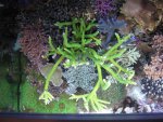 Aquarium 068.JPG