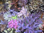 Aquarium 051.JPG