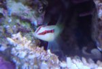 e-multyfasciatum.jpg