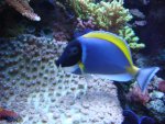 aqurium 3e kwartaal 2007 207.jpg