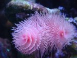 roze kokerworm.jpg