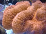 close up oranje blasta.jpg