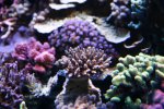 acro4.1.08a.JPG