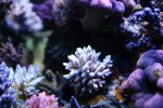 acro4.1.08b.JPG