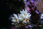 acro4.1.08d.JPG