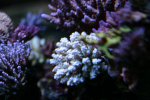 acro4.1.08e.JPG