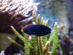 macropharygodon cyanugattatus 007.jpg
