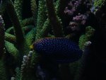 macropharygodon cyanugattatus 001.jpg