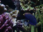 macropharygodon cyanugattatus 002.jpg