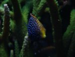 macropharygodon cyanugattatus 004.jpg