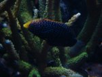 macropharygodon cyanugattatus 005.jpg