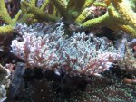 aquarium 008.JPG