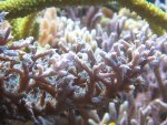 aquarium 001.JPG