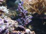 DSC00678.JPG