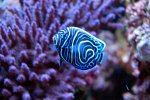 DSC_0042.jpg