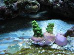 IMG_0434.JPG