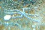 slangsterretje_closeup.jpg