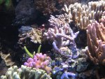 aquarium 026.JPG