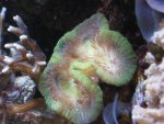 aquarium 002.JPG