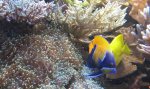 aquarium 006.JPG