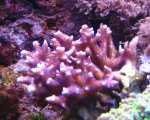 aqua1 005.jpg