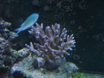 IMG_0529.JPG