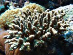 DSC01130.JPG