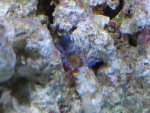 Aqua wing, mws, Aqua Topia 17 Maart 2008 034.jpg