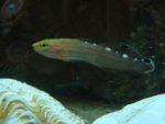 Amblygobius-rainfordi.jpg