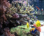 aquarium 007.JPG