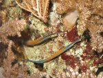 aquarium 007.JPG