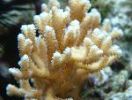 Stylophora-poliepen-bruin.jpg