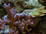 Montipora-montipora.jpg