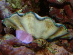 Tridacna Derasa.jpg