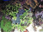Aquarium 005.JPG